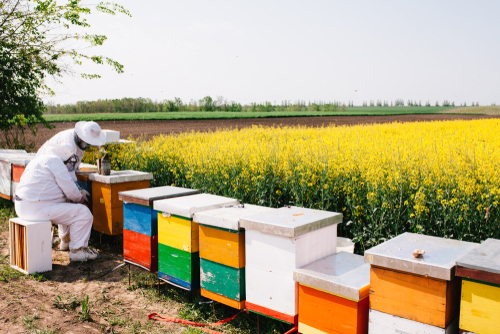 Los apicultores trabajando en el apiario en un buen día solead