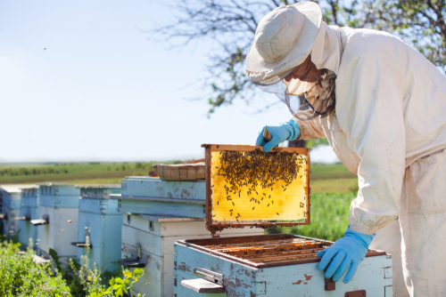 El apicultor está trabajando con abejas y colmenas en el colmenar.