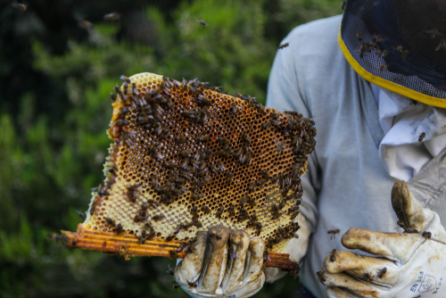 Hombre con un panal de miel en su mano con muchas abejas encima.